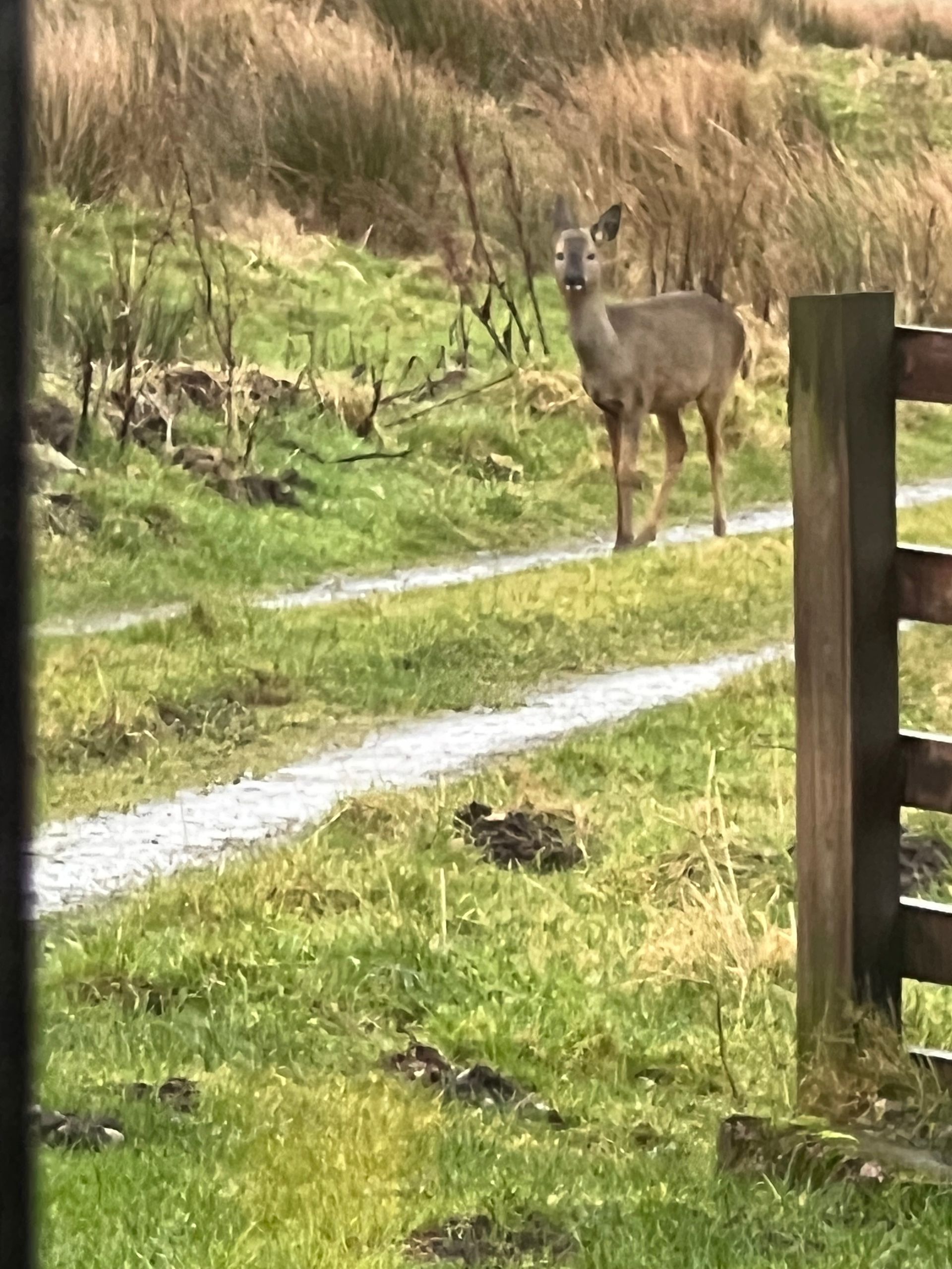 Roe doe at Blades Cottage