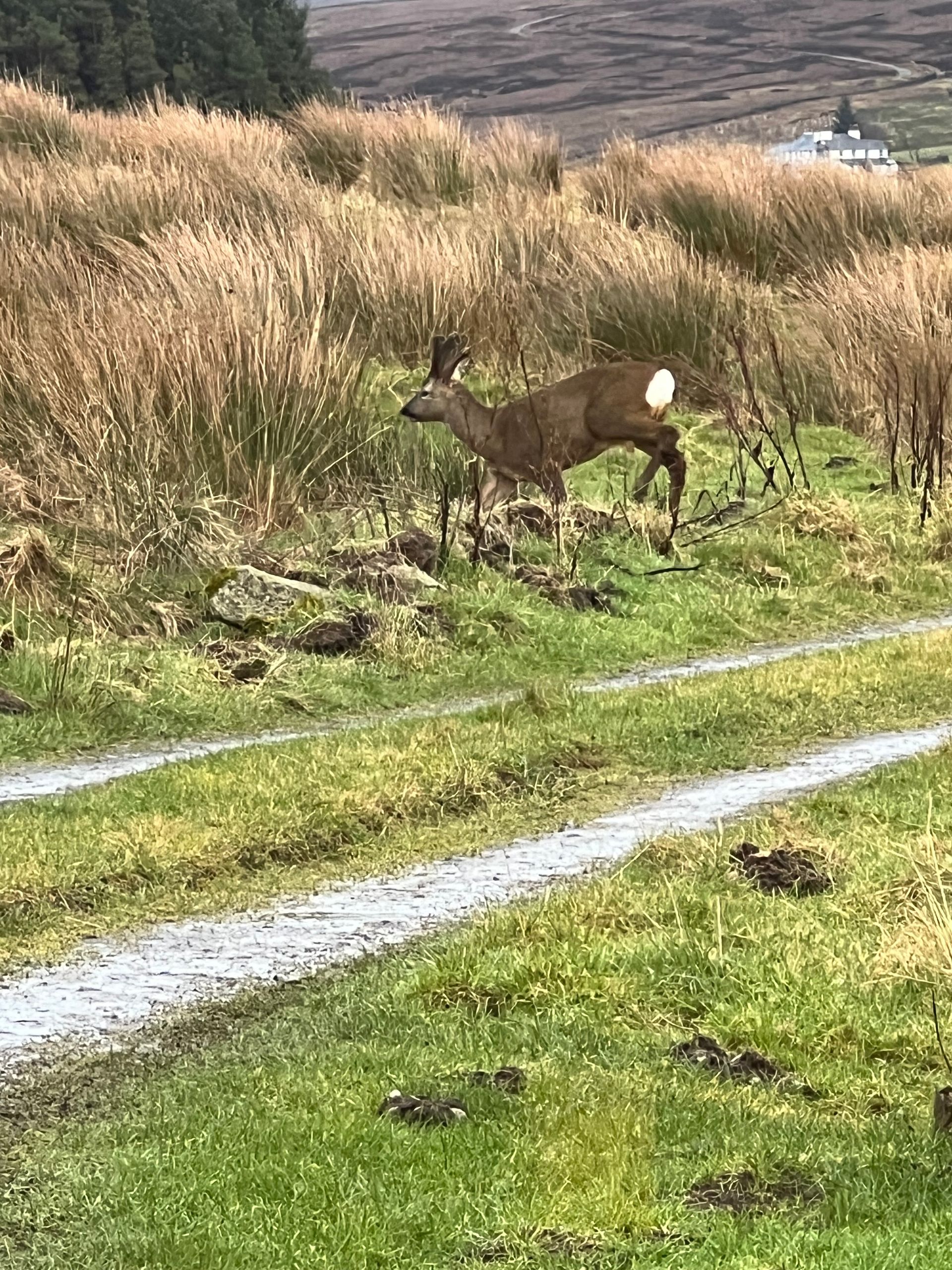 Roe buck in velvet at Blades Cottage