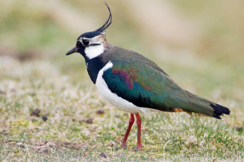 Lapwing at Blades Cottage