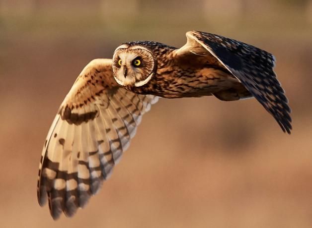 Short Eared Owl (Bog Owl) at Blades Cottage