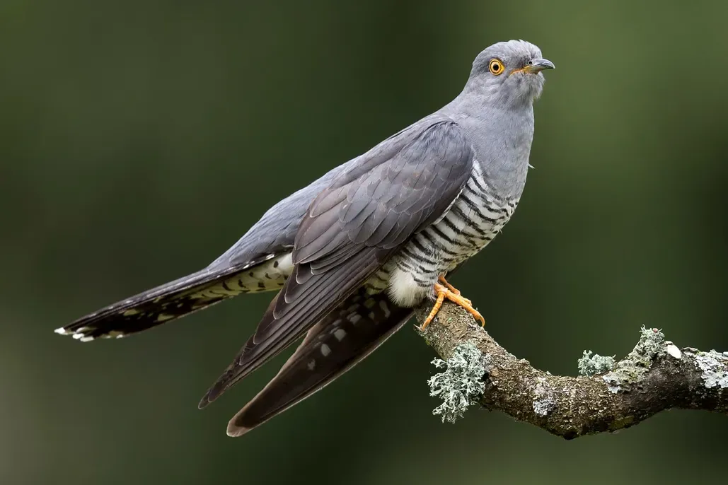 Cuckoo at Blades Cottage