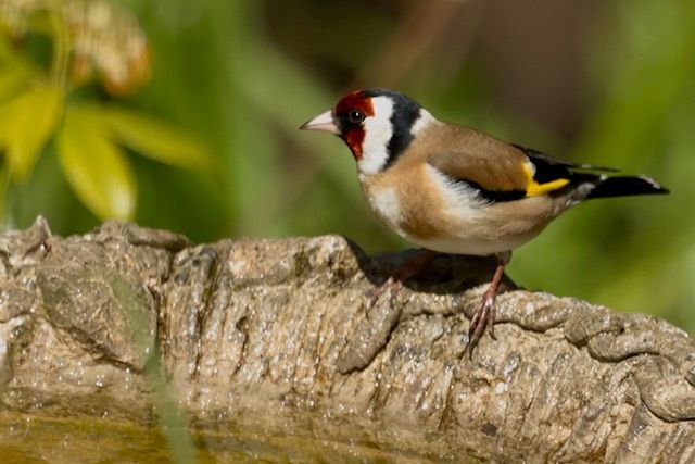Goldfinch at Blades Cottage