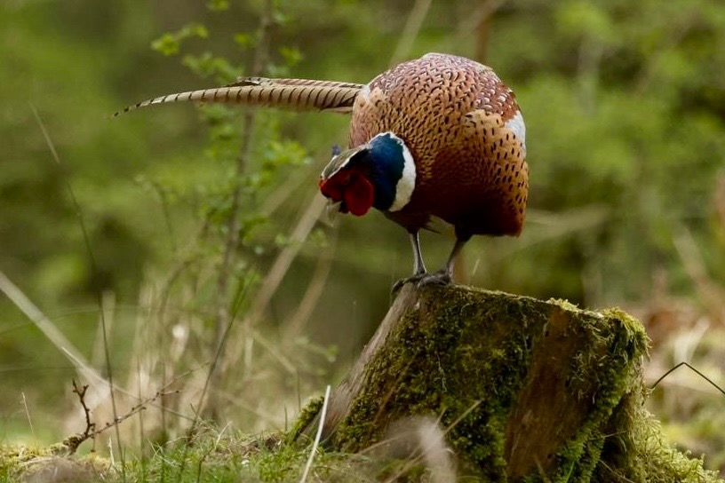 Pheasant at Blades Cottage