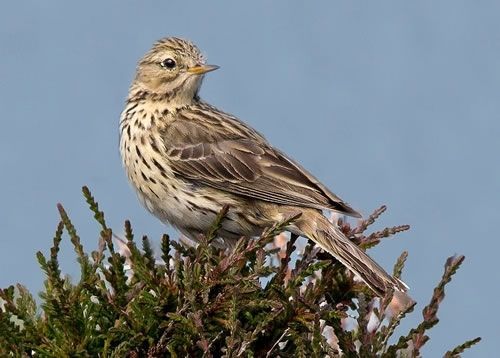 Meadow Pipit at Blades Cottage
