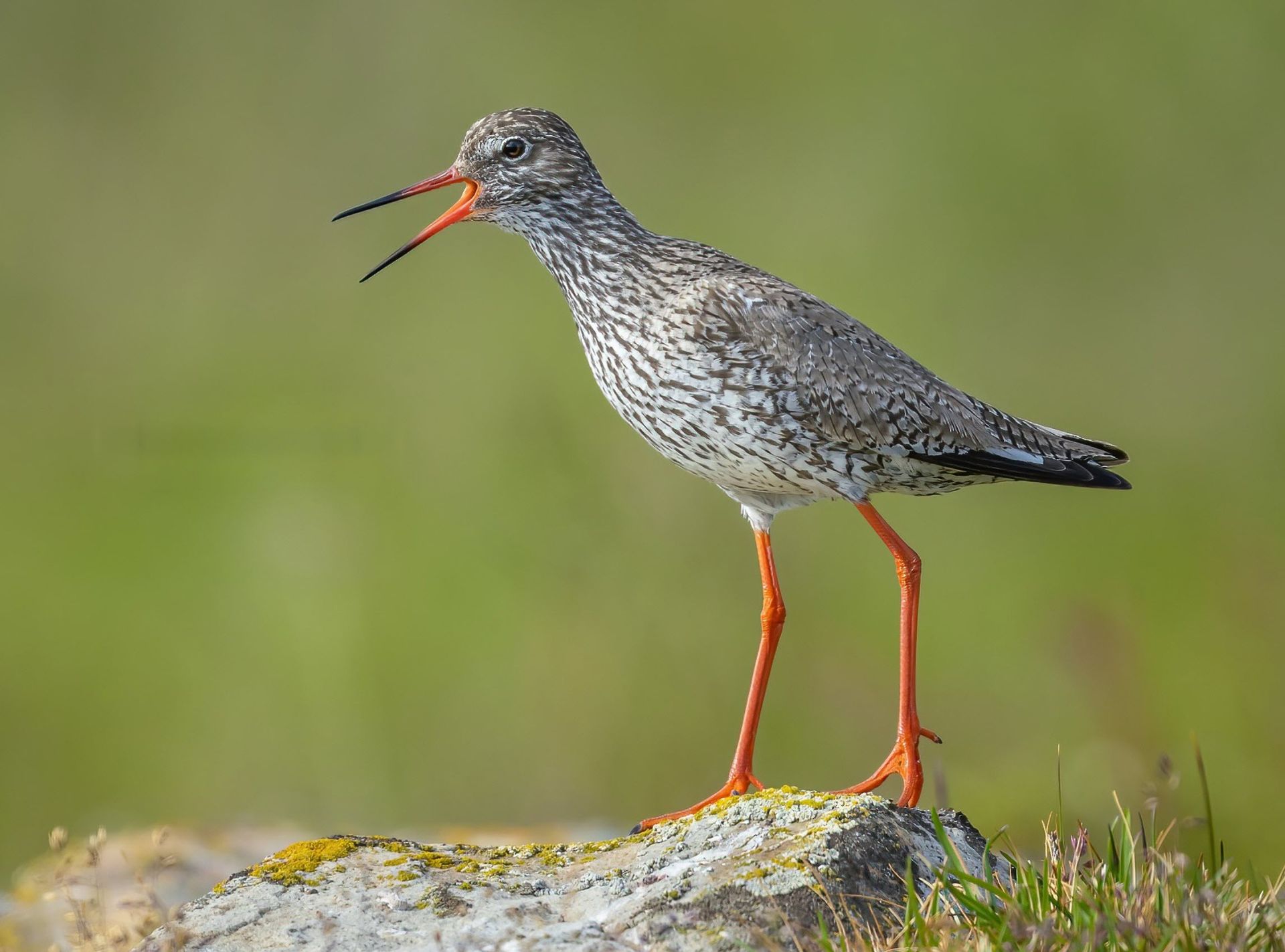 Redshank at Blades Cottage