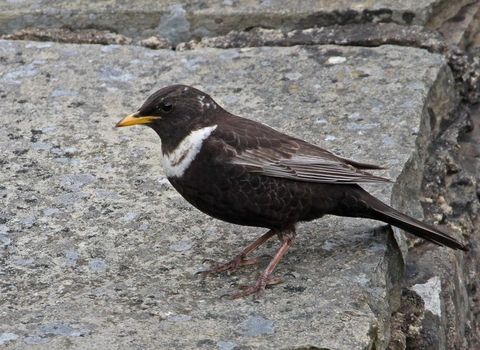 Ring Ousel at Blades Cottage