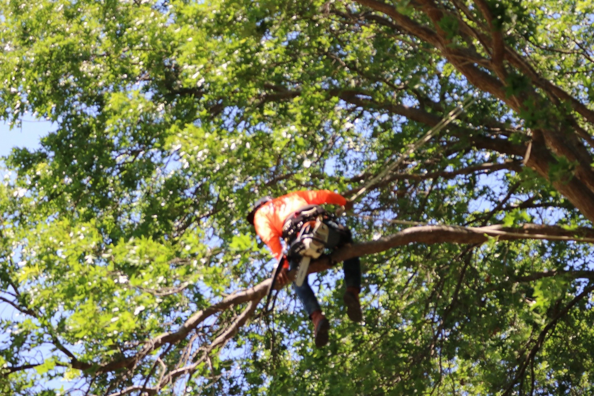 1 Dallas Tree Services Arborist in Dallas [FREE ESTIMATES]