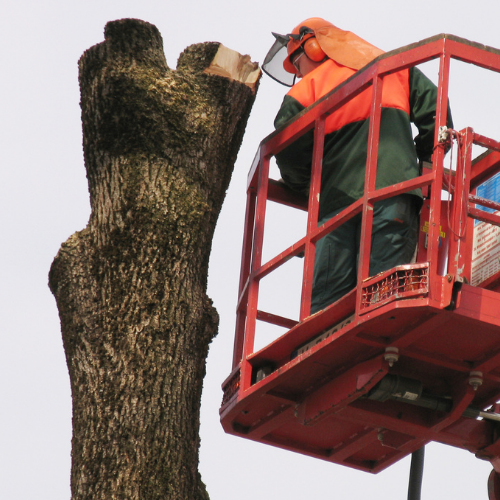#1 Dallas Tree Services | Arborist in Dallas [FREE ESTIMATES]