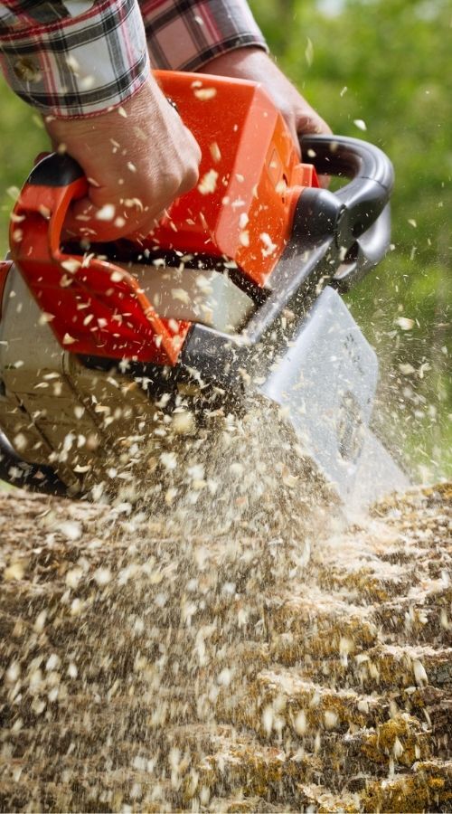 1 Dallas Tree Services Arborist in Dallas [FREE ESTIMATES]