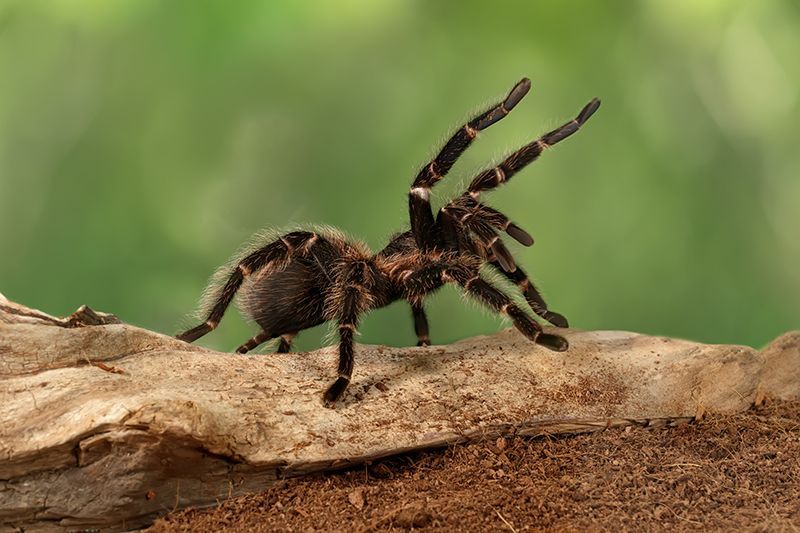 Spider