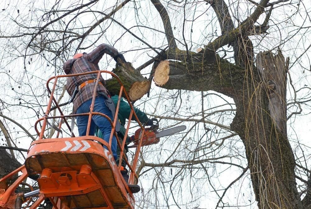 First Choice Tree Expert Corp | Charlotte, NC