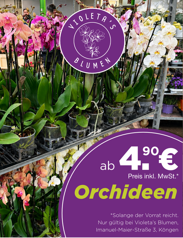 Orchideen in einem Geschäft ausgestellt, mit einem lilafarbenen Preisschild, das auf 4,99 € pro Stück hinweist.