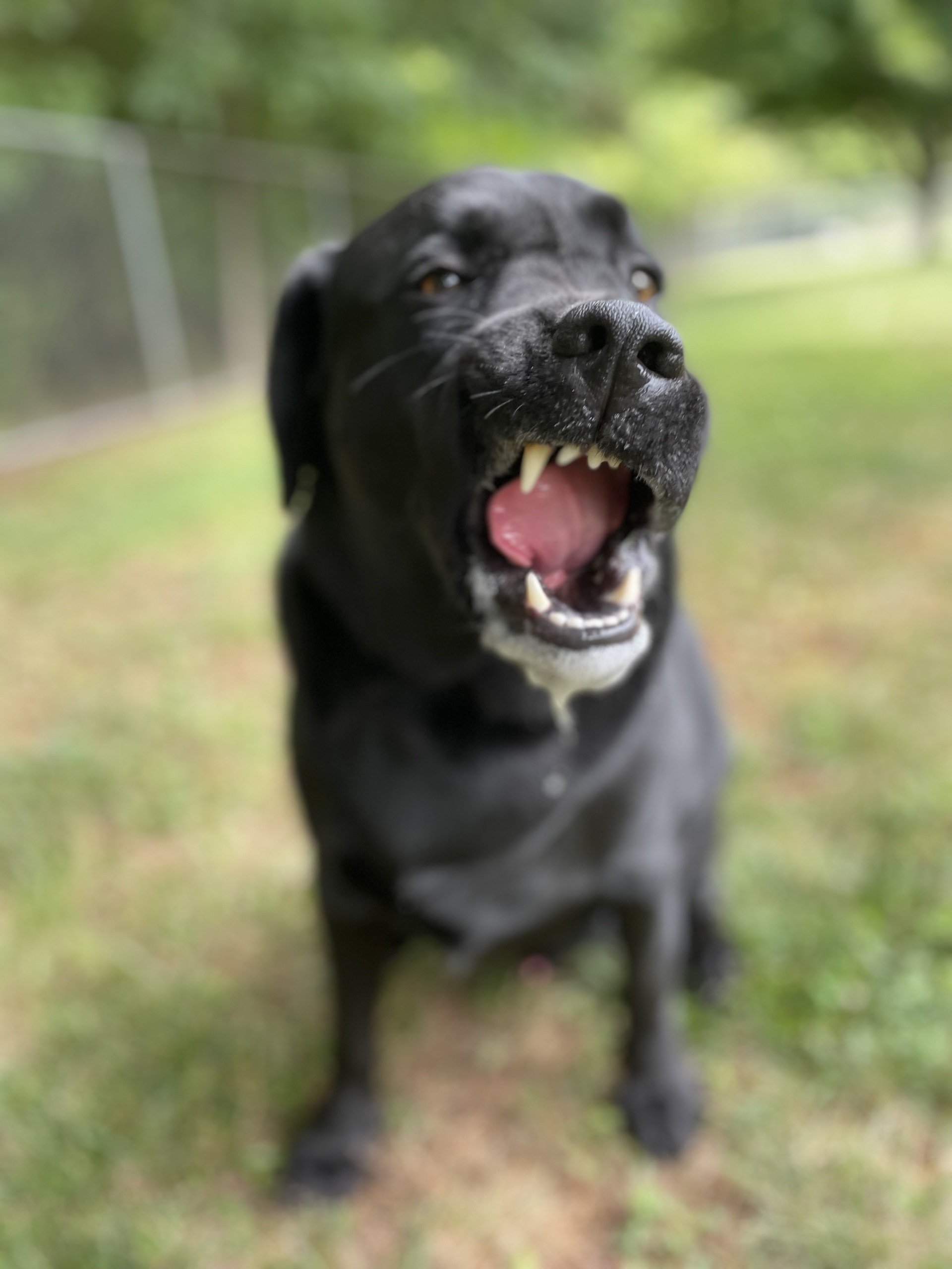 Pet Feeding Waxhaw, NC Top Honors Pet Care Center