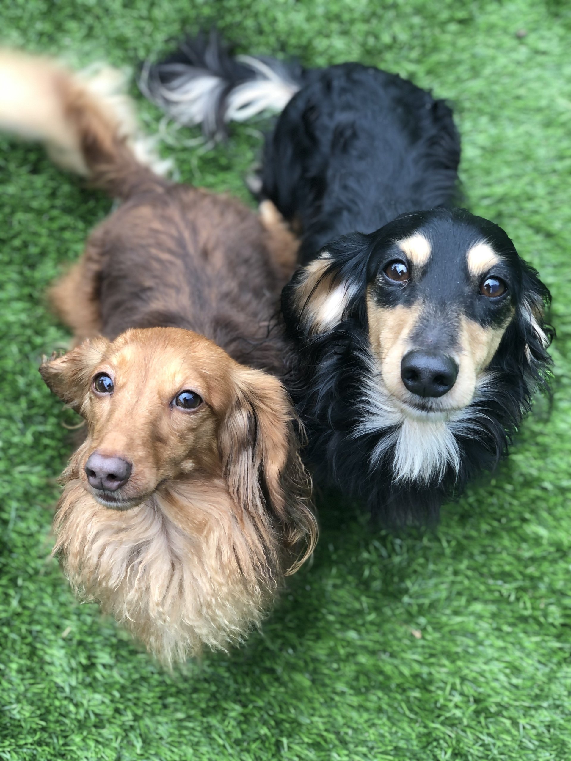 Pet Veterinary Requirements Waxhaw, NC Top Honors Pet Care Center