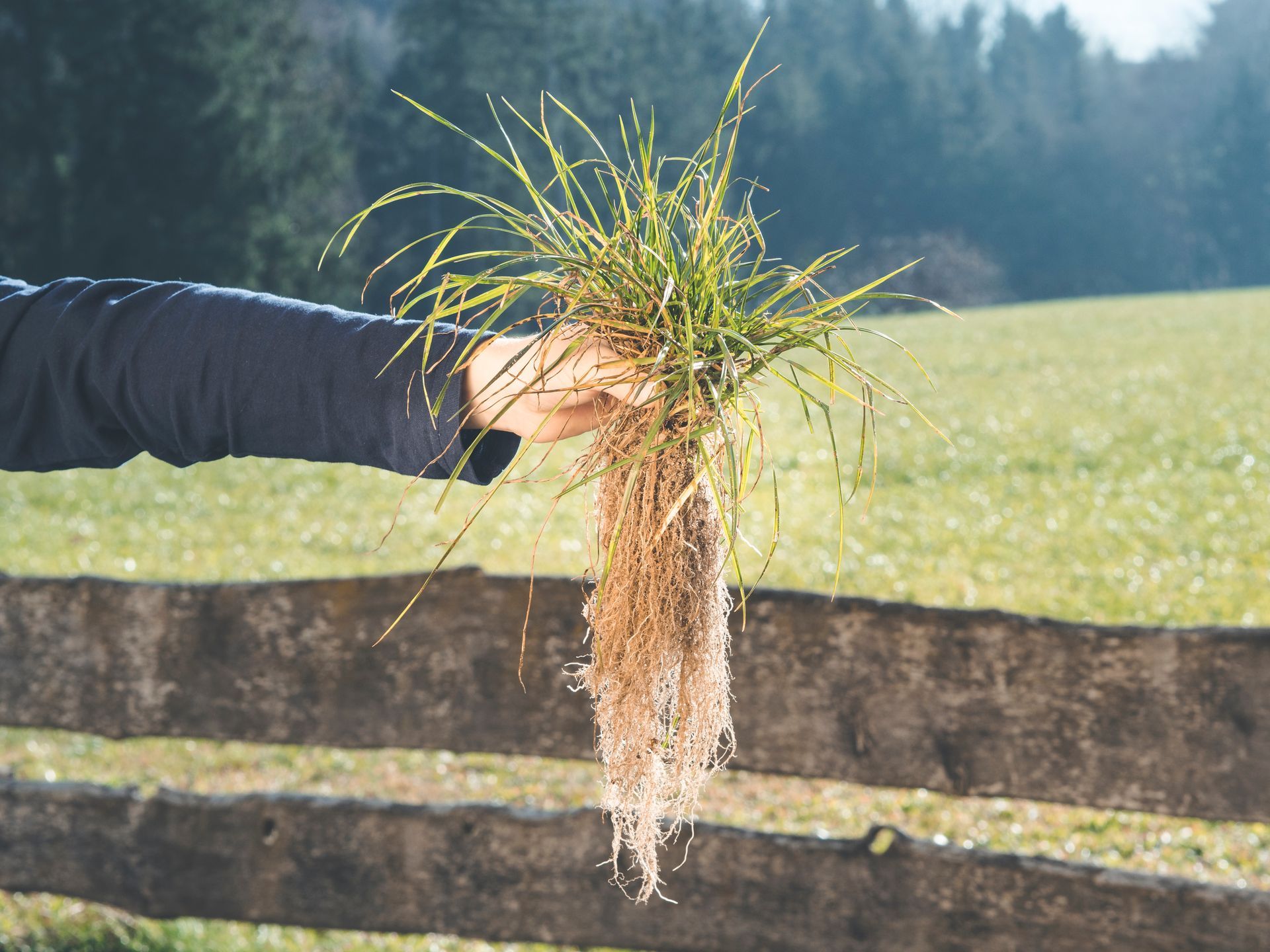 Hand holding a clump of grass with exposed roots, demonstrating lawn weed removal