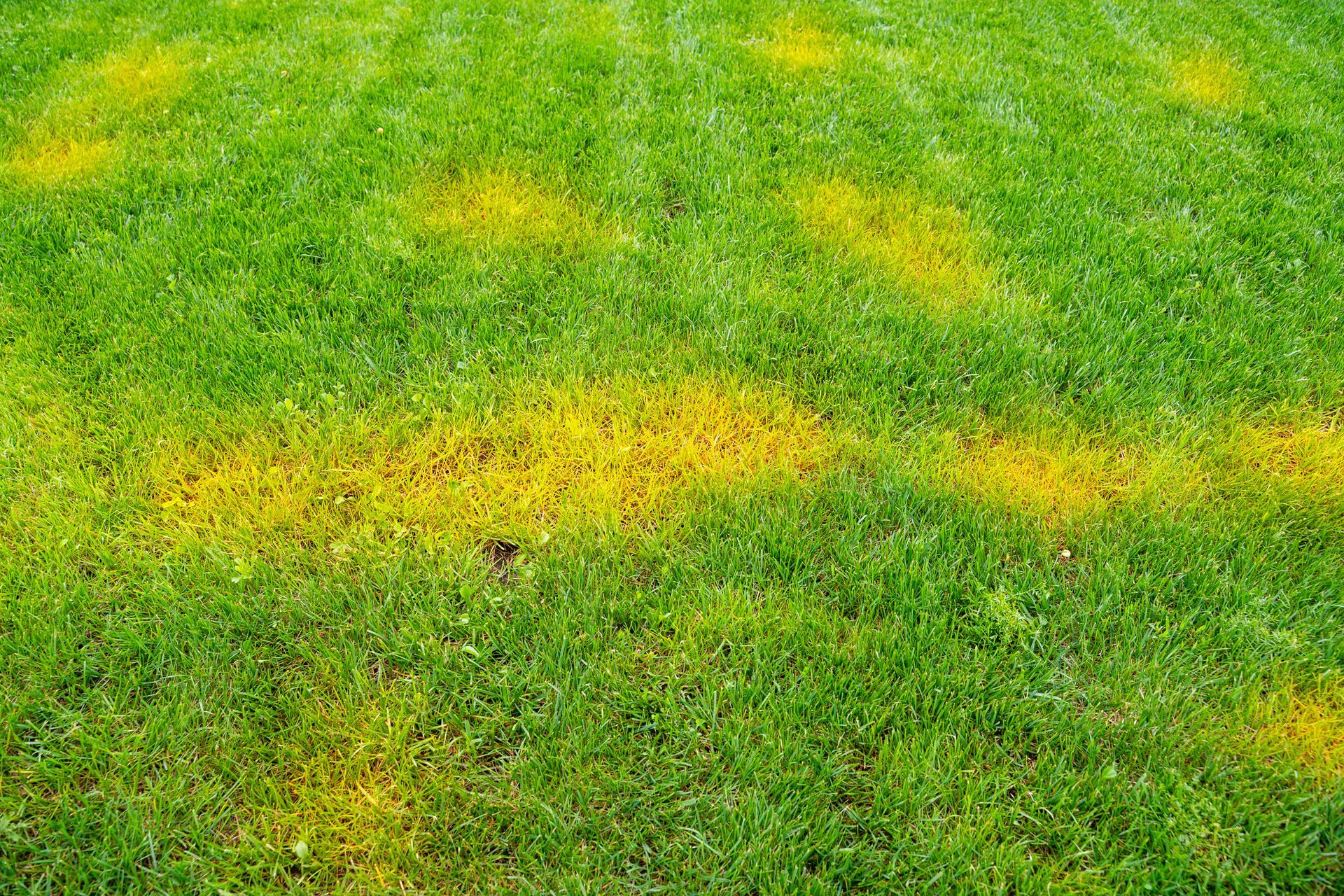 Yellow patches of damaged grass scattered across an otherwise green lawn. Yellow patches of damaged grass scattered across an otherwise green lawn.
