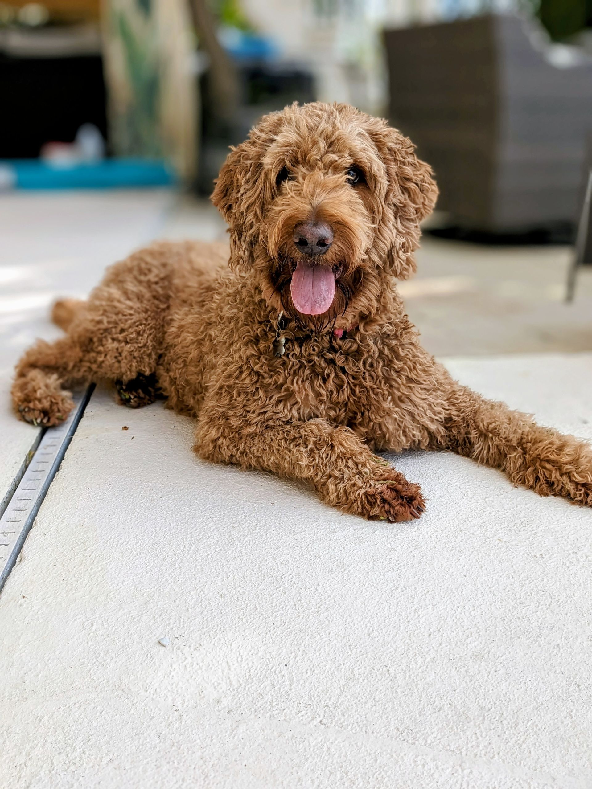 goldendoodle