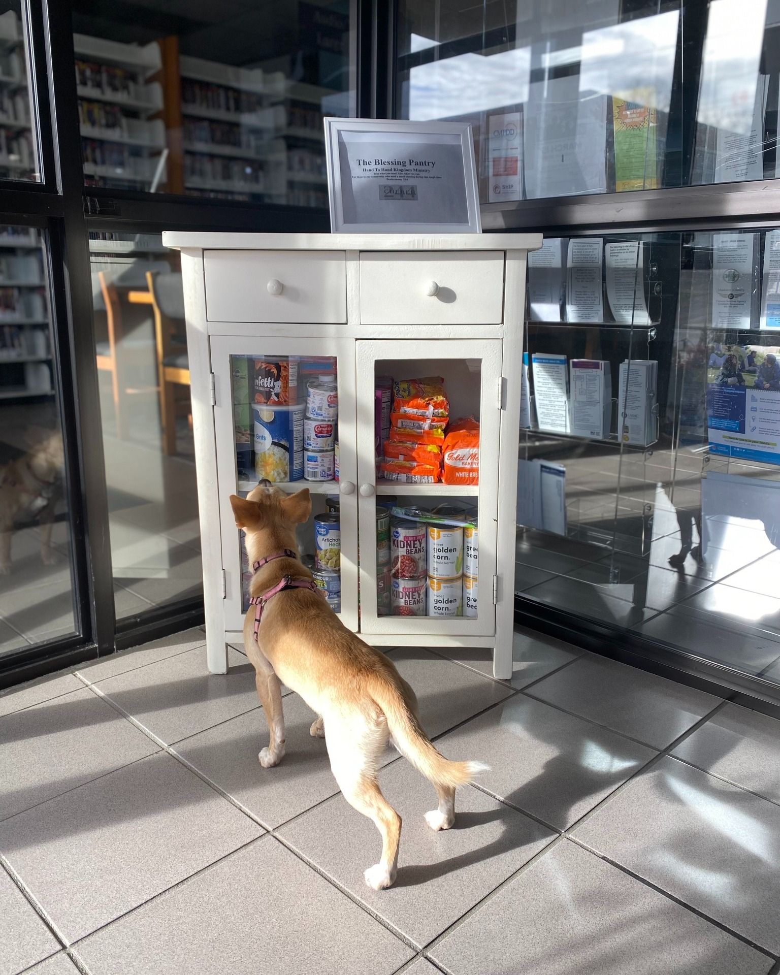 Dog sniffing a white cabinet of dog treats beside a glass storefront.