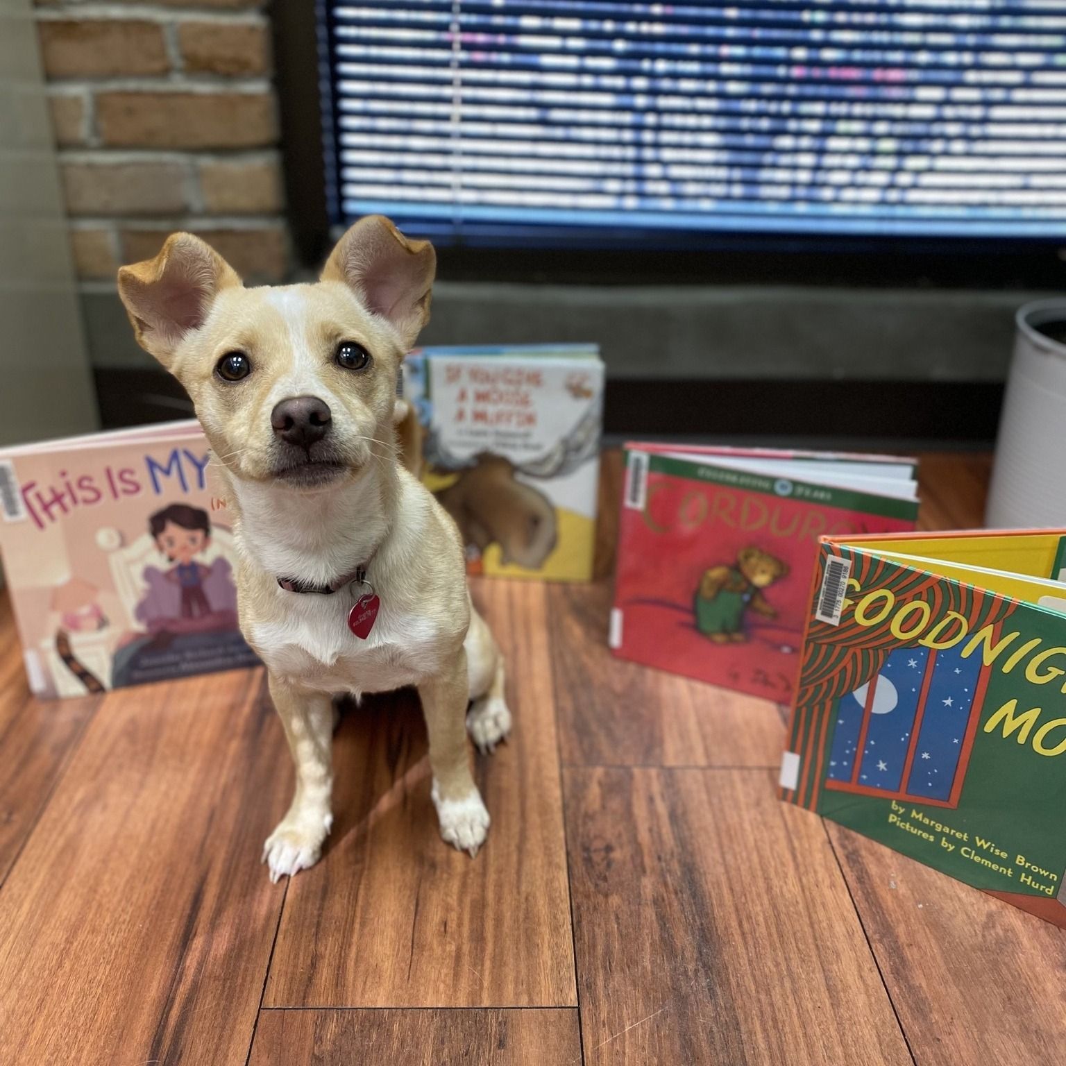 Fankie (dog) with books