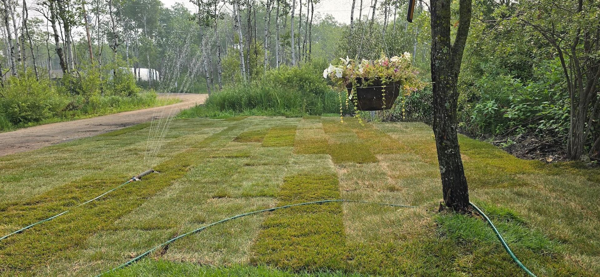 Green lawn with a dirt path. A tree is to the right with hanging flowers and a garden hose. Rainy weather.