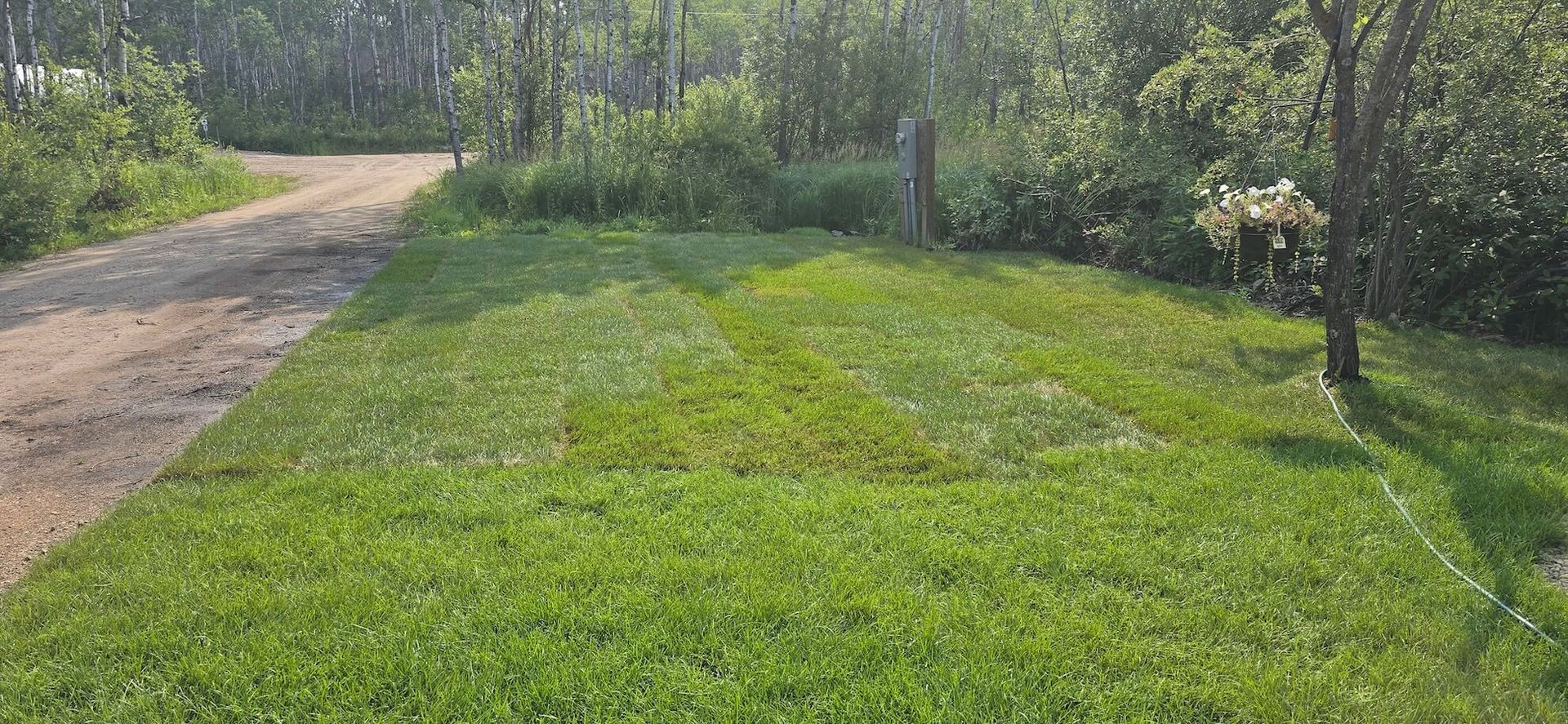 Lush green lawn with a dirt road on the left, trees in the background, and a tree on the right.