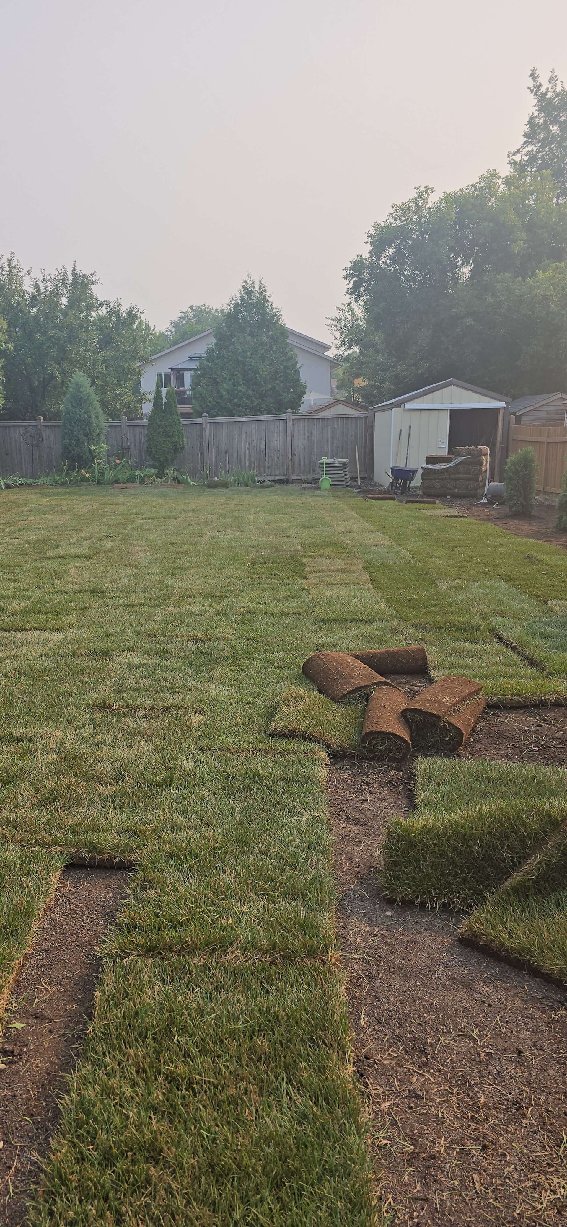 Backyard with patches of sod, shed, trees, and houses. Overcast day.