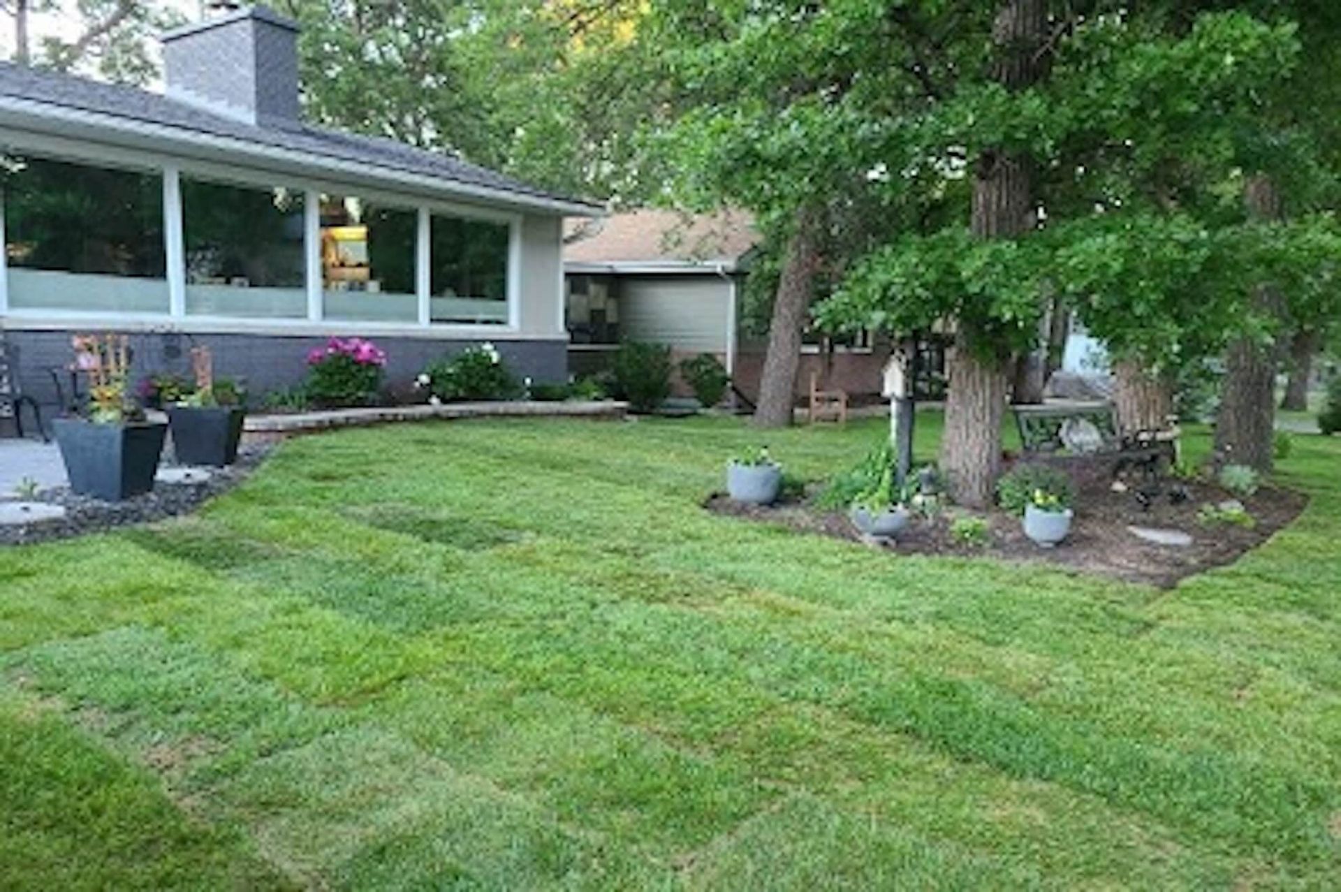 Lush green lawn with recently laid sod in front of a house, surrounded by trees and flower beds.