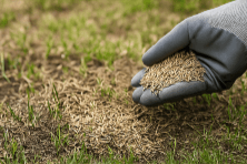 Aeration & Overseeding