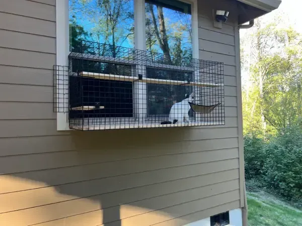 Cat sitting behind a wire-covered window on a house exterior.