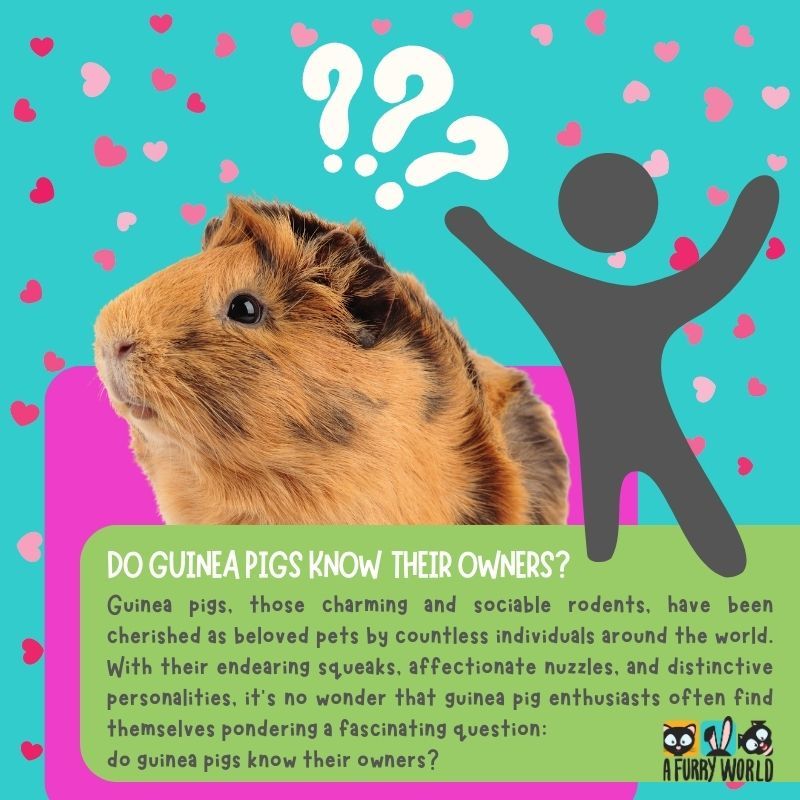 Do Guinea Pigs Know Their Owners? Unravelling the HumanCavy Bond