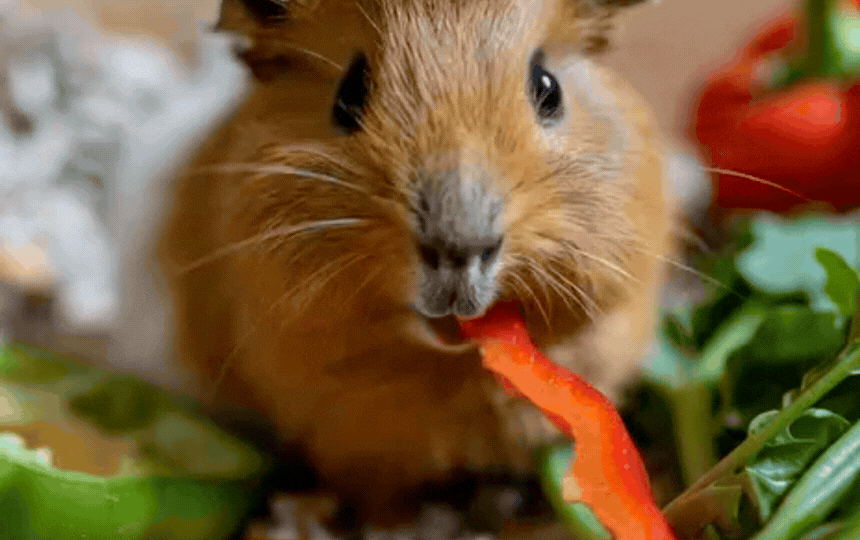 Close-up of a healthy guinea pig eating fresh red bell pepper slice, showing natural vitamin C sourc