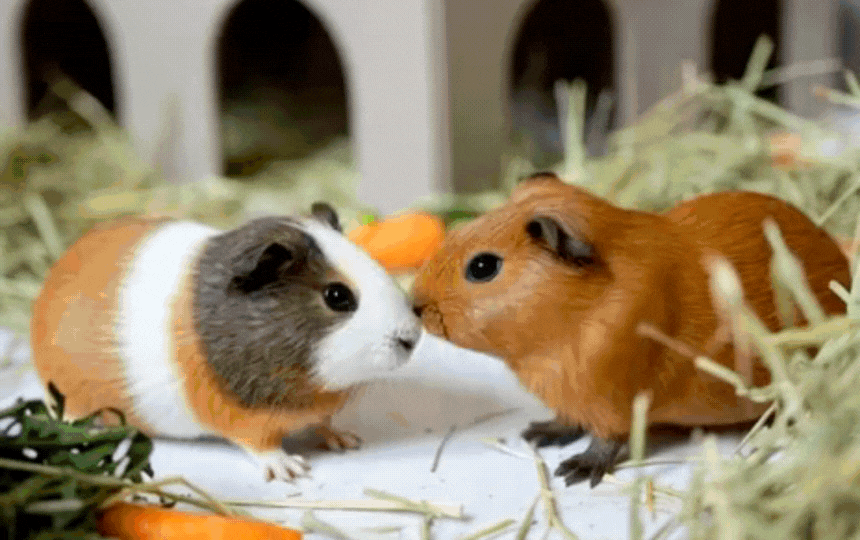 Two guinea pigs sitting peacefully together on hay in a spacious enclosure, showing successful bond