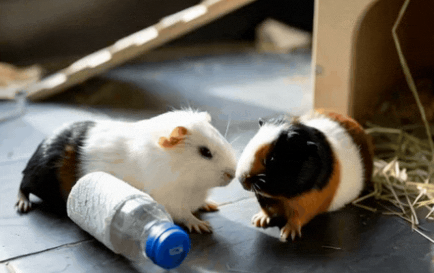 Guinea pigs staying cool in shaded hutch with frozen bottles, damp towels and fans during UK summer 