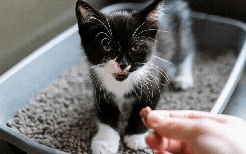 Adorable tabby kitten pawing in clean shallow litter tray inside cosy UK home utility room, demonstr