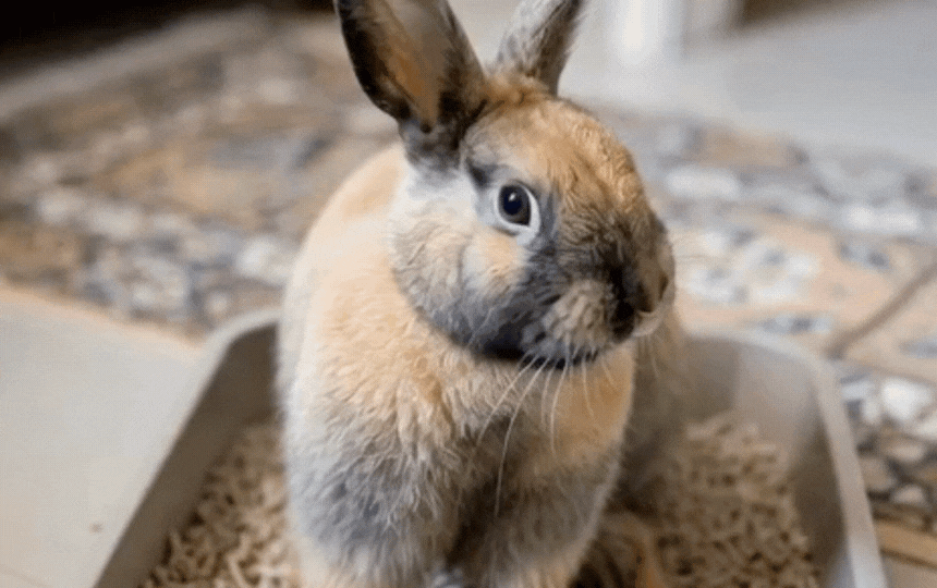 Rabbit in litter tray licking paws How do I litter train a Rabbit?