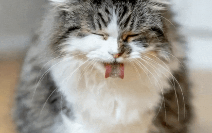 Cat coughing up a hairball, Why Do Cats Cough Up Those Nasty Hairballs, How do I prevent hairballs