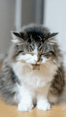 How do I prevent Hairballs in cats?