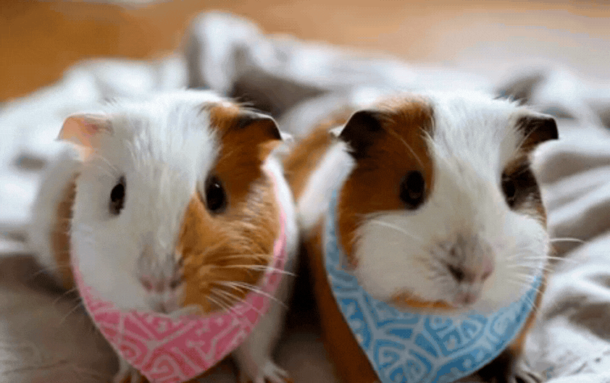 Close up of a person gently checking a guinea pig’s rear end to identify male or female in a calm ho