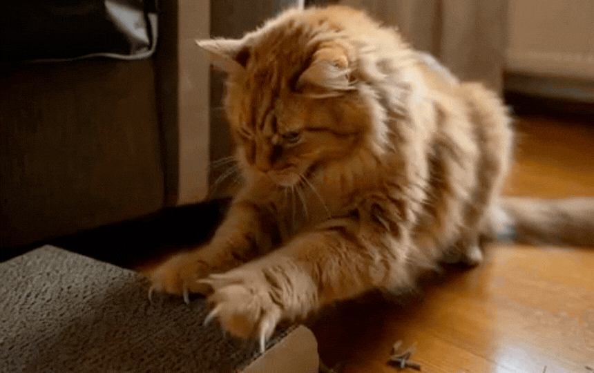 Close up of a tabby cat happily using a tall sisal scratching post beside a protected fabric sofa in