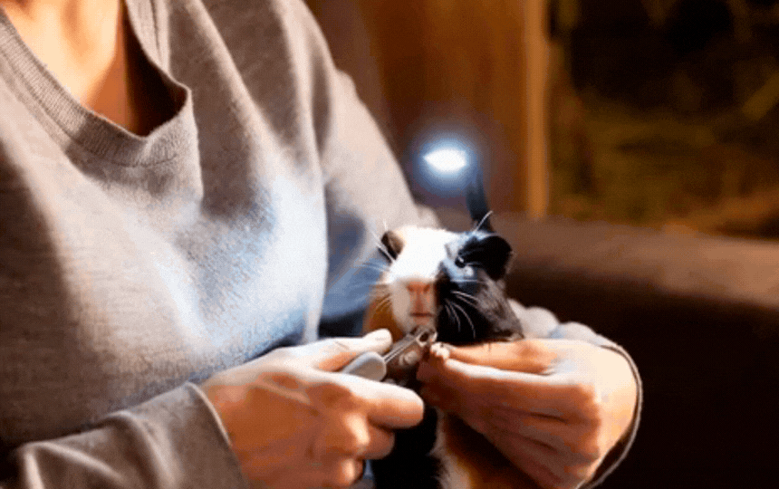 Close-up guinea pig foot during safe nail trim with clippers, torch on dark claw, towel support and 