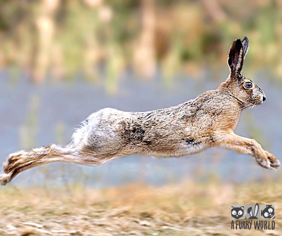 Irish Hare
