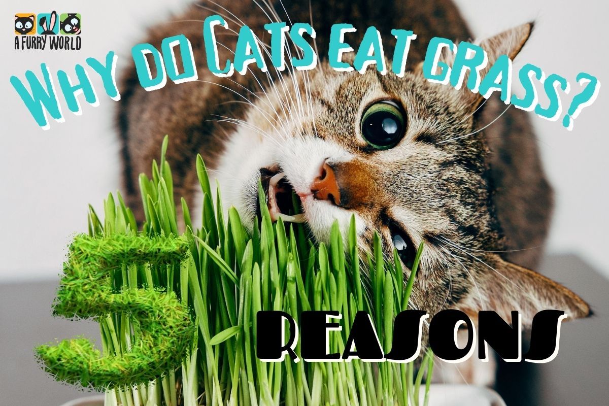 Why do cats eat grass?