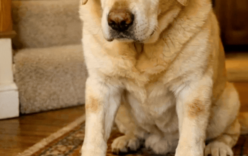 Senior dog limping on grass with owner watching closely, highlighting early arthritis stiffness, rel