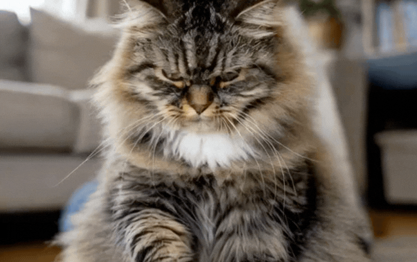 British Shorthair cat showing pain signs like hunched posture, flattened ears, and limping on home r