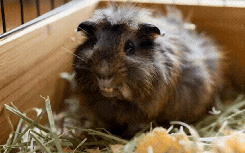 Guinea pig showing hunched posture with puffed fur as early pain sign, alongside healthy alert cavy 