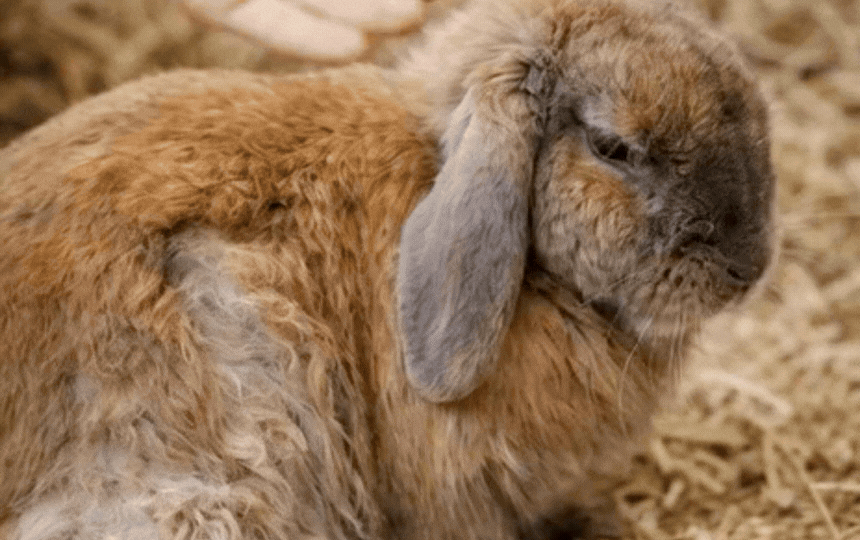 Rabbit showing hunched posture from gut stasis, with small droppings and uneaten hay nearby, early w