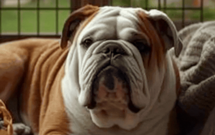 A worried Golden Retriever alone in a cosy UK living room, pawing at door with toys scattered, illus