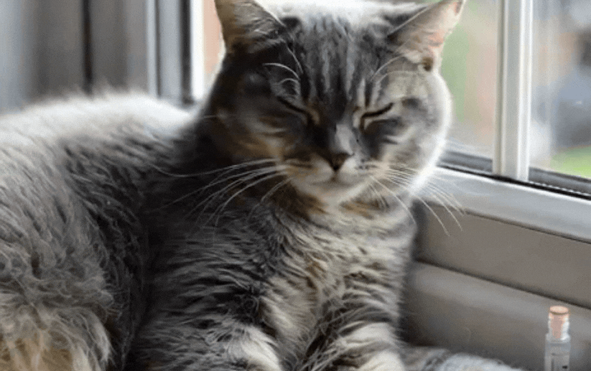 British Shorthair cat resting indoors with vet test tube nearby, illustrating FIV awareness and home