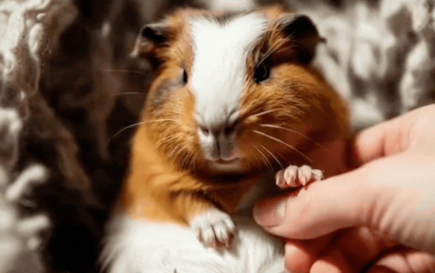 Guinea pig footpad with early bumblefoot redness on soft fleece bedding, highlighting prevention wit
