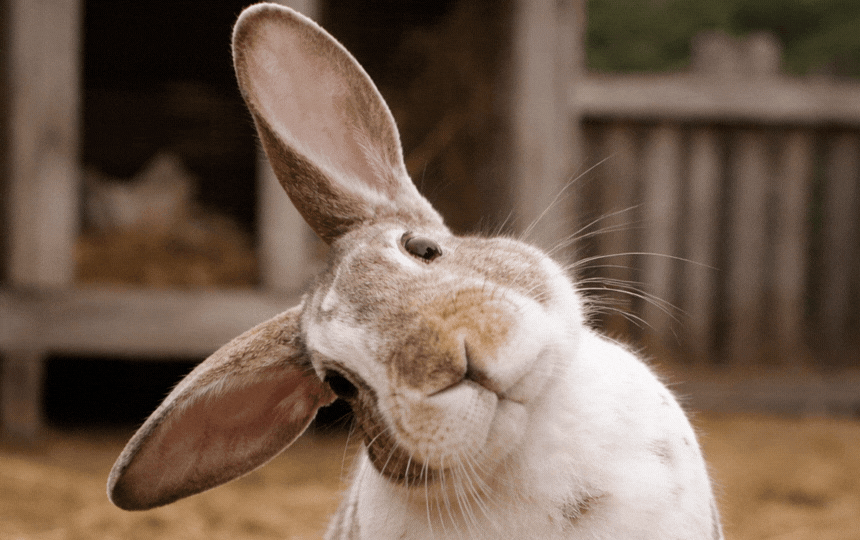 Close-up of brown lop-eared rabbit with noticeable head tilt showing signs of wry neck condition in 